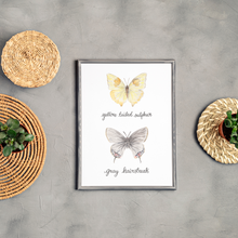 Load image into Gallery viewer, Yellow Tailed Sulphur and Grey Hairstreak Butterfly Art Print

