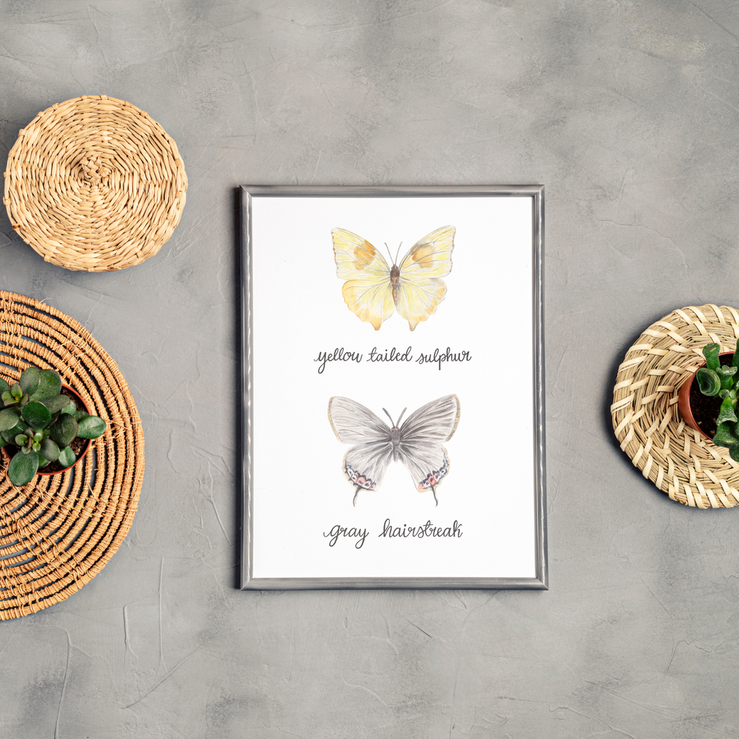 Yellow Tailed Sulphur and Grey Hairstreak Butterfly Art Print