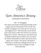 Load image into Gallery viewer, Queen Alexandra Birdwing Butterfly Print
