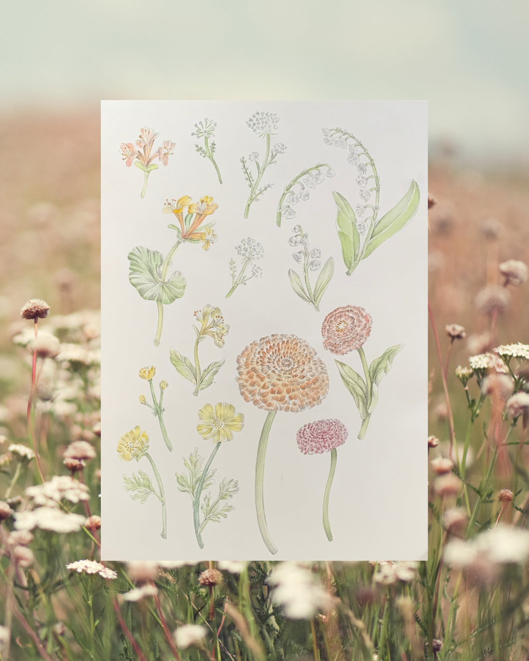 Wildflower Study #1 Original Illustration
