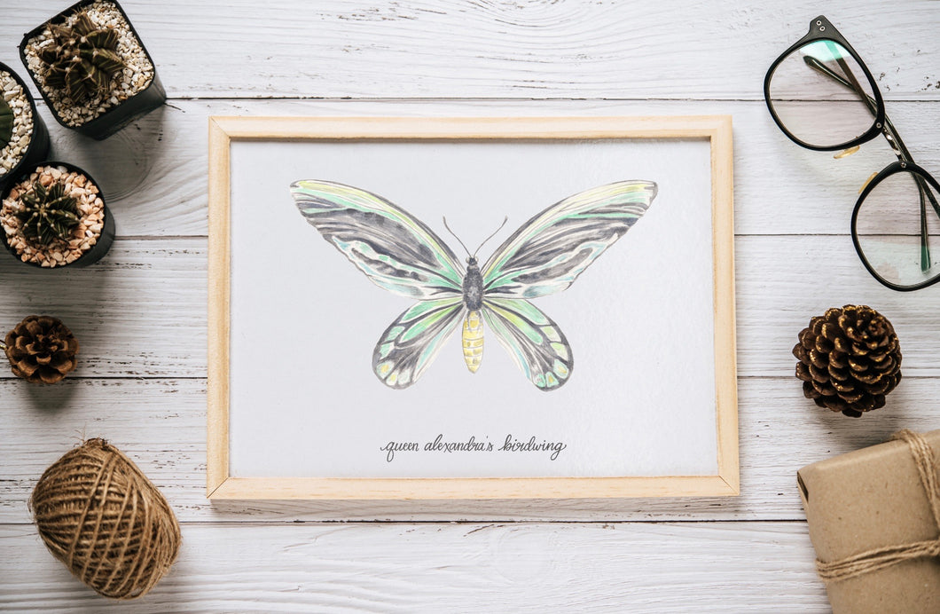 Queen Alexandra Birdwing Butterfly Print