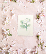 Load image into Gallery viewer, May Birth Flower - Hawthorn Mini Original Drawing
