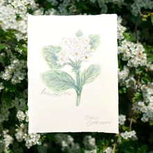 Load image into Gallery viewer, May Birth Flower - Hawthorn Mini Original Drawing
