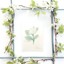 Load image into Gallery viewer, May Birth Flower - Hawthorn Mini Original Drawing
