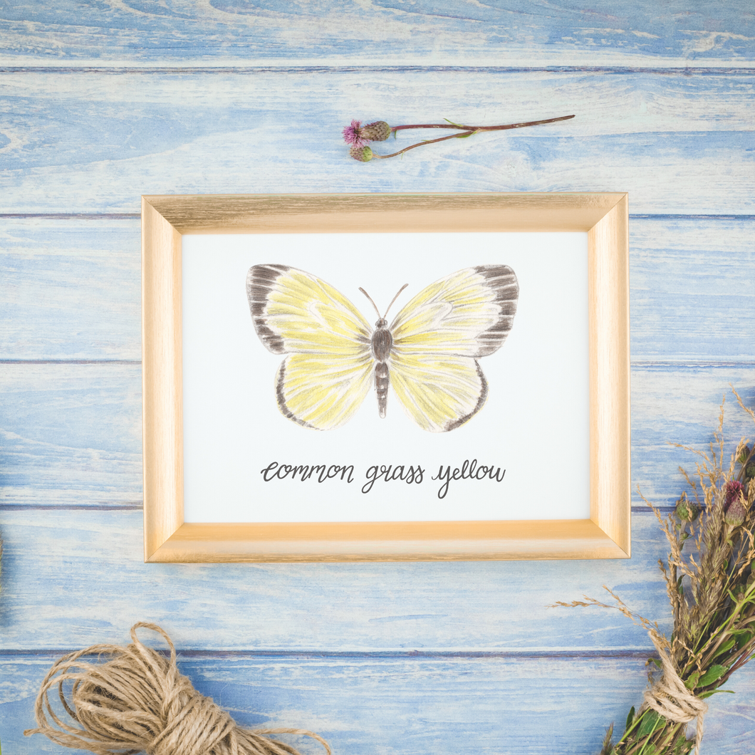 Common Grass Yellow Butterfly Print
